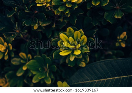 Magnolia green leaves background flower