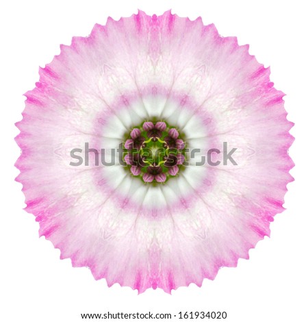 Kaleidoscopic Carnation  Flower Mandala  Isolated on White Background