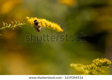 
bee working on goldenrod, close up