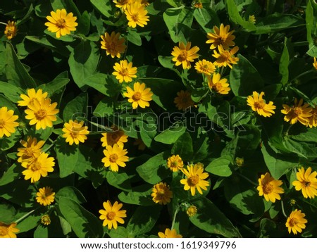 Fresh yellow flowers in the garden.
