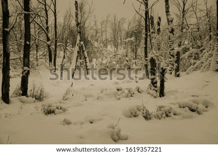 Winter forest background, vintage view, snowy trees, forest under the snow.