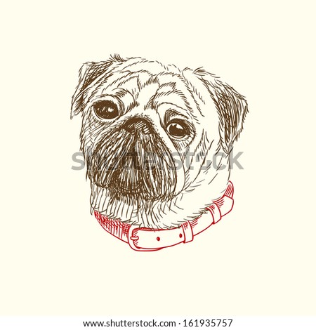 Pen and ink illustration of cute pug