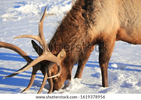 Close up of bull elk digging through the snow, foraging for grass on the national elk refuge near Jackson Wyoming