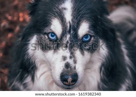A Husky Dog Sitting And Staring With Its Beautiful Blue Eyes