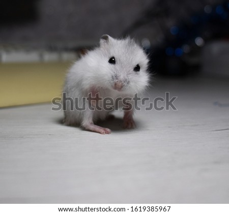 symbol of the year, the hamster on the table light white, small white mouse close-up, Cute syrian hamster on white background