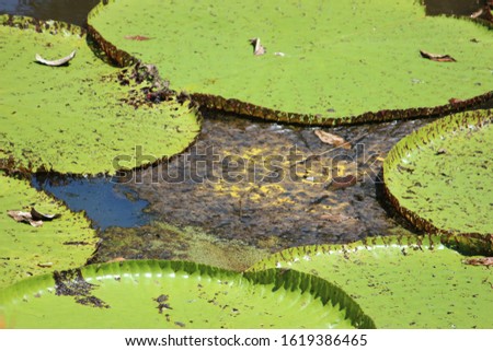 Photo of Victoria Regia in the Amazonian rainforest in Leticia Colombia