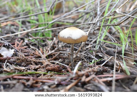 Potent Psilocybe Cyanescens Wavy Cap Psychedelic Magic Mushrooms. 