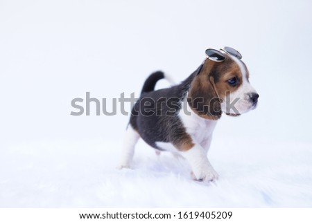 Small beagle dog walk on isolated white background.Cute puppy wearing sunglasses and picture have copy space for advertisement