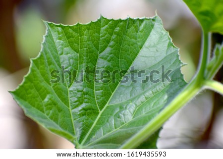 Calabash green leaf with blur backgroundd Royalty-Free Stock Photo #1619435593