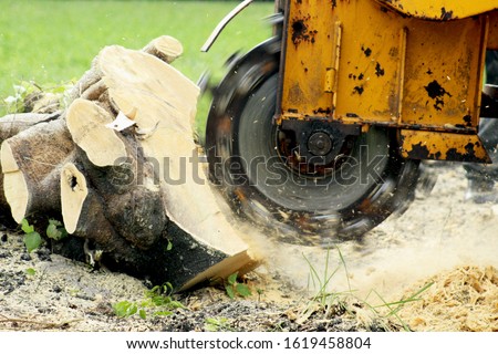Stump Grinding a Tree Trunk Royalty-Free Stock Photo #1619458804