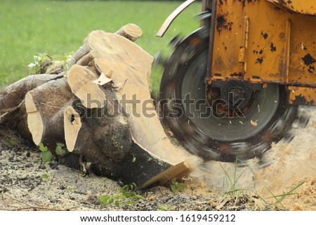 Using a Stump Grinder to remove fallen tree Royalty-Free Stock Photo #1619459212