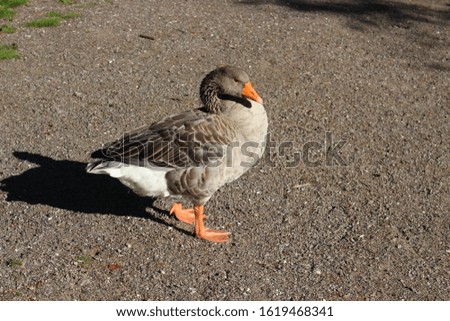 Grey domestic duck in nature