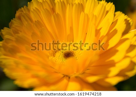 Closeup of a yellow flowers