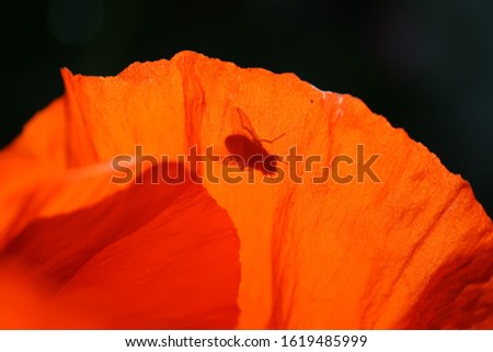 
A fly sits on a red poppy petal on a black background. Closeup of a vibrant red. Poppy flower. Bright flower with soft focus of poppies on meadow, blur background with soft light effect.