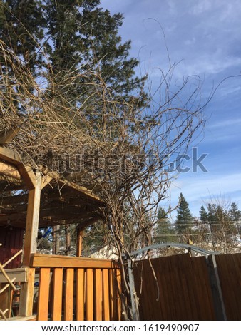 Overgrown wisteria on top of wooden pergola with hanging chopped branches.