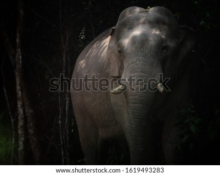Low key portrait of elephant