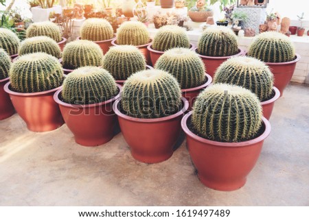 Home gardening and decorating indoor greenhouse environments secret gardens setups cactus pot ornamental plants gardening and greenery in workspaces 