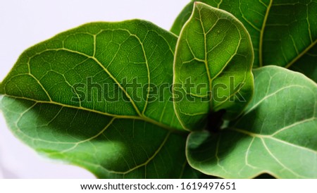 top, plant, view, monstera, Fiddle fig Leaves background