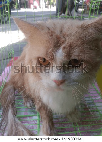 Persian long fur cat is bathing