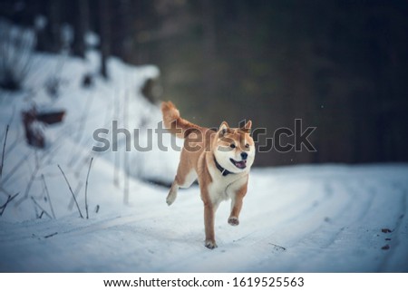 Portrait of an Shiba inu in the snow. Dog running in the Snow. Small red shiba inu have fun in the winter