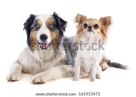 purebred australian shepherd and chihuahua in front of white background