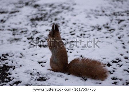 Cute red squirrel eating walnut