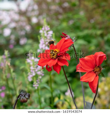 Bee resting on a tall red poppy