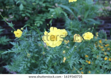 A view of yellow flowers in bloom at day
