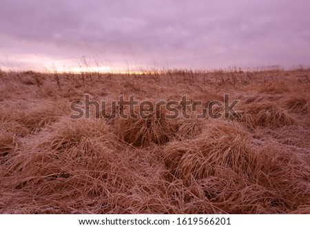 Dry grass panoramic country ground horizon landscape. Autumn straw plant in winter. Climat change on earth. Beautiful sunrise picture on golden yellow tones. Hopeless retro vibe