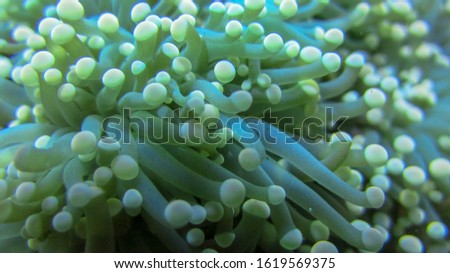 Macro of Magnificent anemone's fluorescent yellow-tipped tentacles. Heteractis magnifica, underwater marine life. Closeup of sea anemone in Bali. Sea plant with a lots of tentacles of light color.