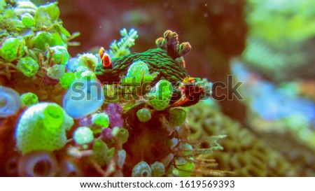 Underwater picture of Nembrotha kubaryana. Colorful sea slug dorid nudibranch crawling on a stony coral, close up. Variable neon slug or dusky nembrotha. Picture was taken in Tulamben, Bali, Indonesia