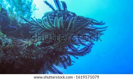 A green feather star crinoids in a coral reef in Tulamben, Bali, Indonesia. Crinoid on a coral reef with water surface and sunlight in the background. The underwater world of Bali sea.