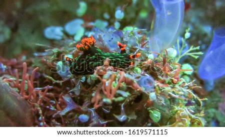 Underwater picture of Nembrotha kubaryana. Colorful sea slug dorid nudibranch crawling on a stony coral, close up. Variable neon slug or dusky nembrotha. Picture was taken in Tulamben, Bali, Indonesia