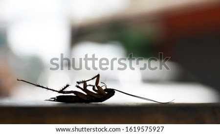 Shadows of cockroaches have bright blurred backgrounds.