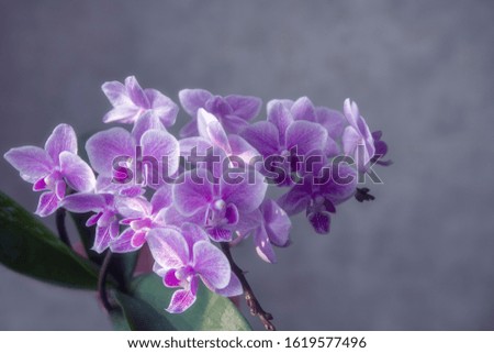 Beautiful flowering branches of orchids close-up