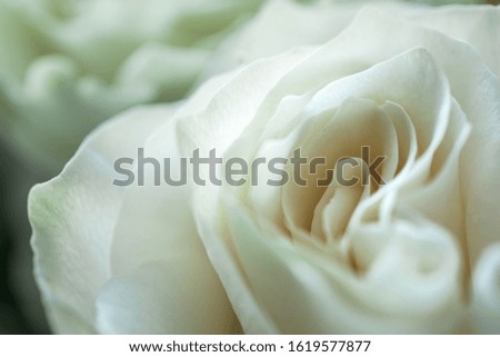 Rose in full bloom. An elegant rose bud. Rose flower. Floral background.