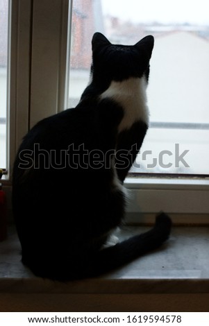 Black and white cat sitting infront of a window.