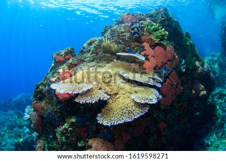Table coral formation on a reef in tropical blue water. Underwater image taken scuba diving in Komodo National Park, Indonesia