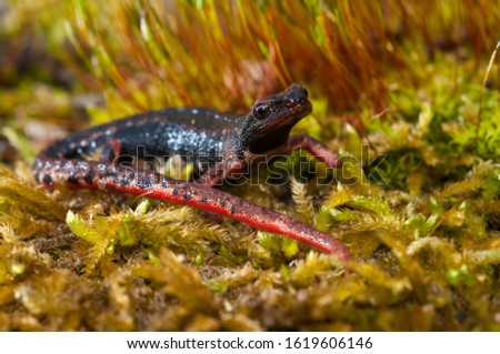 Northern spectacled salamander (Salamandrina perspicillata)