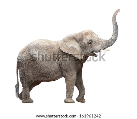 African elephant (Loxodonta africana) on a white background.