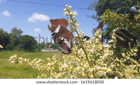 butterfly on flower close up with blue sky