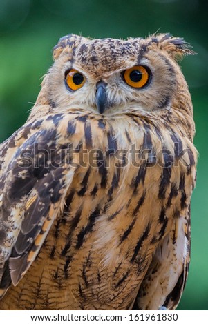 Close up of owl staring ahead with green background