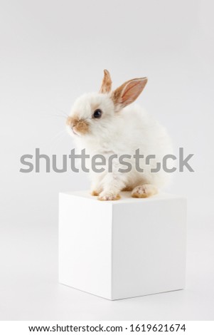 Bunny rabbit at white cube on white background, Easter concept