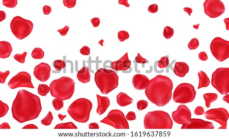 Red rose petals isolated on white background.Valentine day,wedding, mother day,March 8,international women day decoration.Digital clip art.