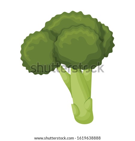 Cabbage of broccoli vector icon.Cartoon vector icon isolated on white background cabbage of broccoli .