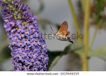 Hummingbird Hawk Moth, macroglossum stellatarum, Adult in Flight, Feeding on Flower, Normandy  