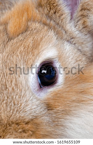 Red Dwarf Domestic Rabbit, Close up of Eye  