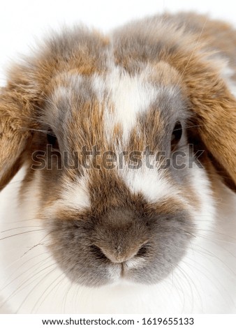 Lop-Eared Domestic Rabbit against White Background   