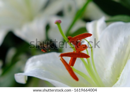 close up or macro photo of beautiful flower