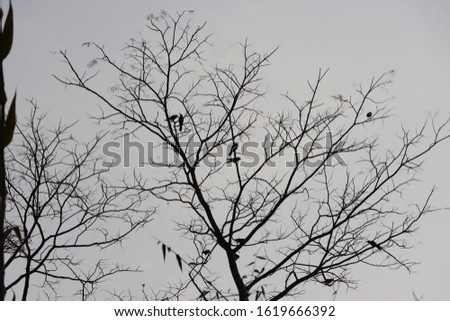 Black and white image of the silhouettes of birds on the bare branches of a tree